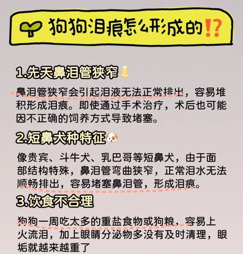 狗狗泪痕眼屎怎么调理?有效减少狗狗泪痕的方法是什么? 狗狗泪痕眼屎怎么调理?有效减少狗狗泪痕的方法是什么?