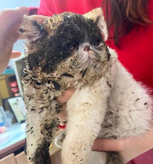 宠物健康注意事项(以猫咪喂了鸡胸肉吐了为例) 宠物健康注意事项(以猫咪喂了鸡胸肉吐了为例)
