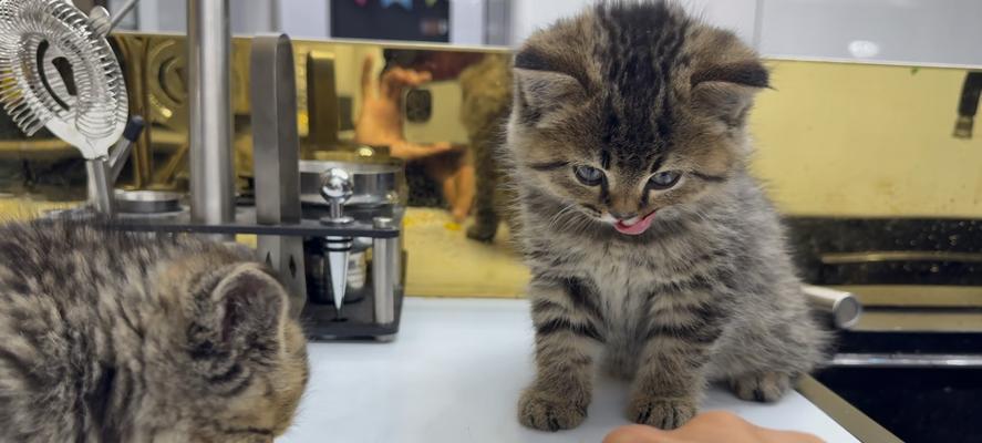 宠物健康注意事项(以猫咪喂了鸡胸肉吐了为例) 宠物健康注意事项(以猫咪喂了鸡胸肉吐了为例)