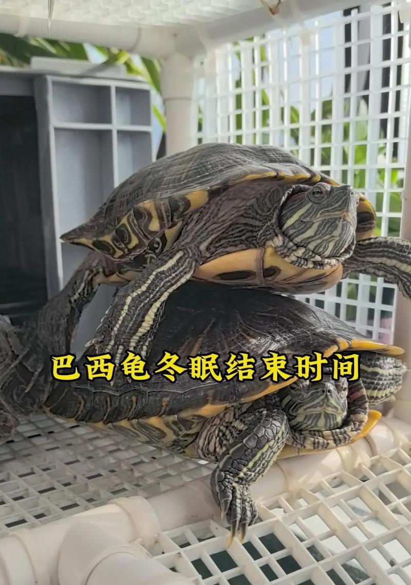 巴西龟一直睁眼不动的原因是什么?需要采取什么措施? 巴西龟一直睁眼不动的原因是什么?需要采取什么措施?