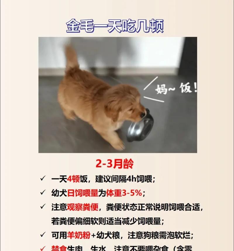 如何纠正金毛狗的护食行为？