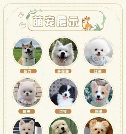 想养萨摩耶、边境牧羊犬和柴犬需要多少钱？