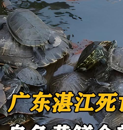 宠物乌龟暴毙事件引发的思考（从宠物养殖、照顾到保护野生动物）
