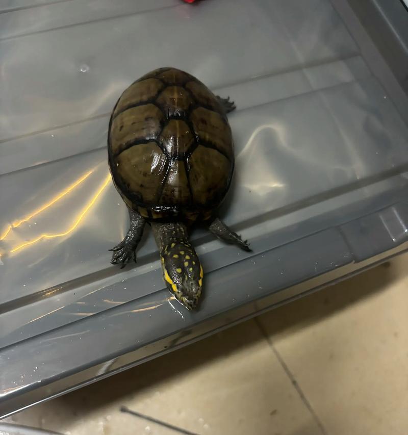 宠物乌龟暴毙事件引发的思考（从宠物养殖、照顾到保护野生动物）