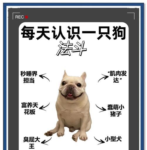 如何科学地养护刚满月斗牛犬（以宠物为主）