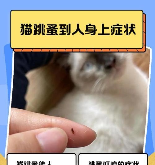 如何应对宠物猫身上的跳蚤（全面了解猫咪身上的跳蚤问题）