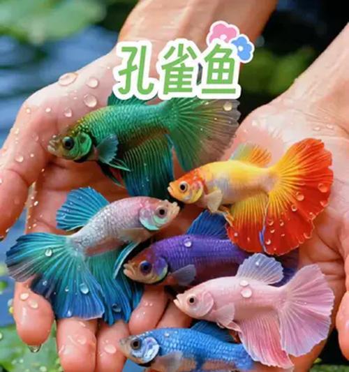 在办公室或单位如何成功养殖孔雀鱼? 在办公室或单位如何成功养殖孔雀鱼?