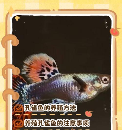 在办公室或单位如何成功养殖孔雀鱼? 在办公室或单位如何成功养殖孔雀鱼?