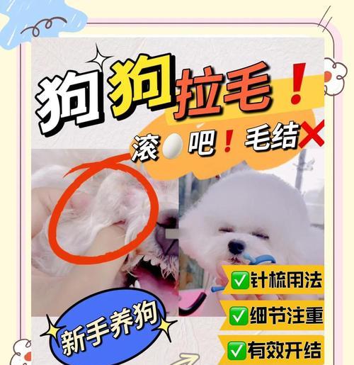 狗狗毛发脱落怎么办？如何正确给狗狗拉大毛？