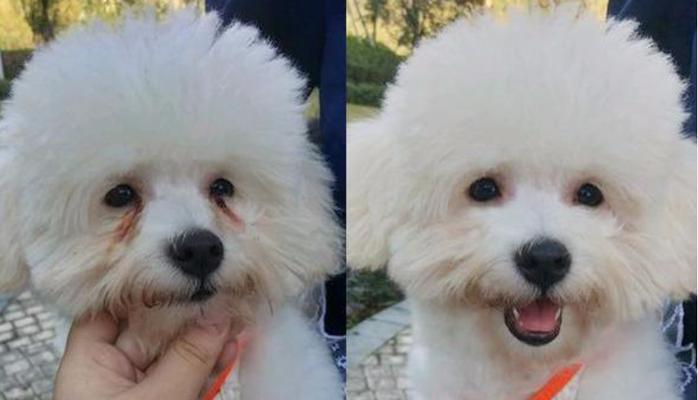 比熊犬的寿命有多长？比熊最大能活到多少岁？
