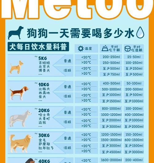 冬天狗狗应该喝什么水？如何保持狗狗的水分摄入？