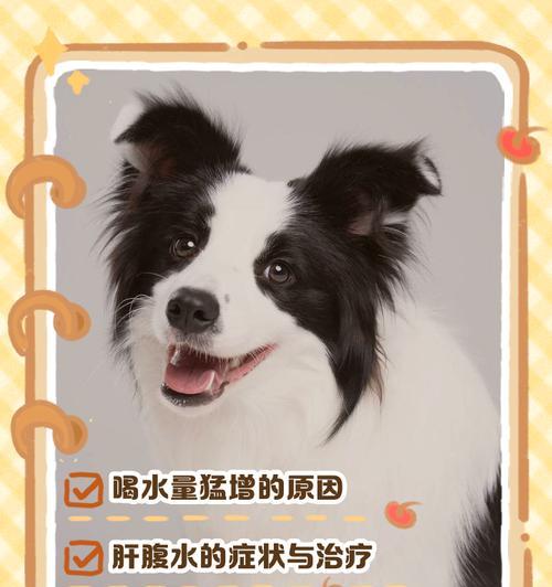 冬天狗狗应该喝什么水?如何保持狗狗的水分摄入? 冬天狗狗应该喝什么水?如何保持狗狗的水分摄入?