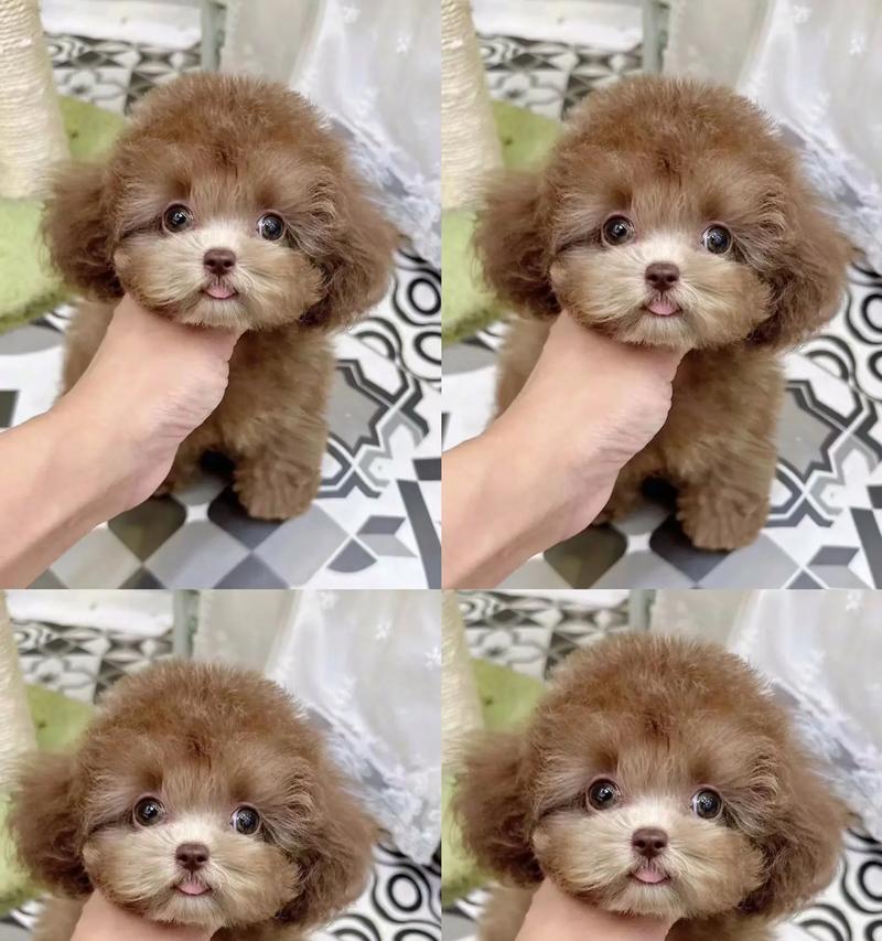 与香槟色泰迪犬共度甜蜜时光（萌宠香槟色泰迪犬的日常生活及饲养经验）