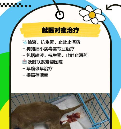 狗狗细小怎么治吐？狗狗细小的治疗方法有哪些？