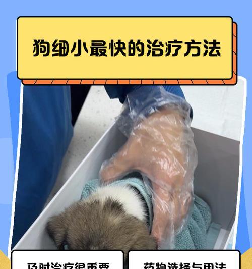 狗狗细小怎么治吐？狗狗细小的治疗方法有哪些？