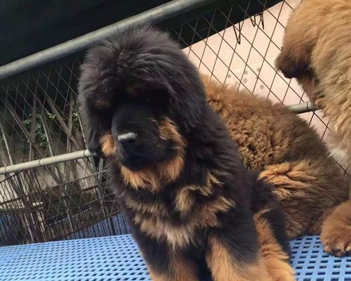 探寻藏獒幼犬的神秘世界（了解它们的特征和饲养方法）