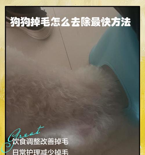 狗狗在家如何有效除毛？除毛有哪些简单方法？