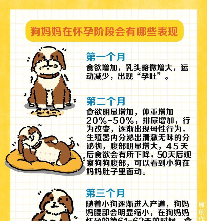 如何通过测试判断狗狗是否怀孕？