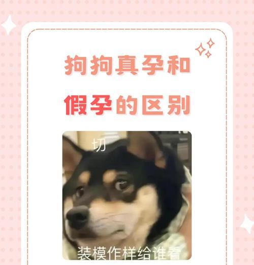 如何通过测试判断狗狗是否怀孕? 如何通过测试判断狗狗是否怀孕?