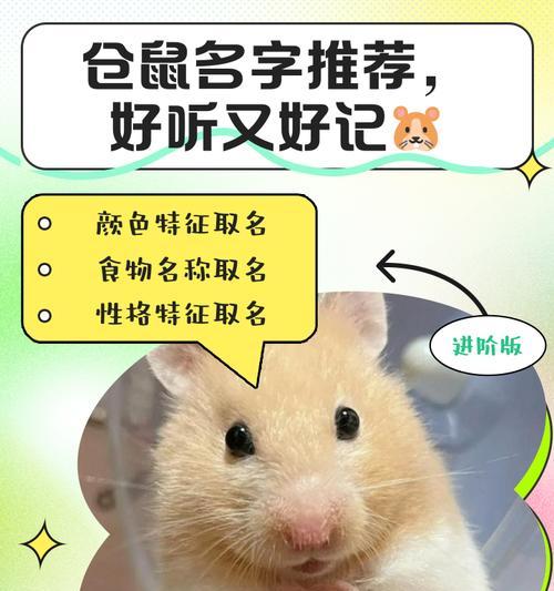 仓鼠取古风网名有哪些创意?如何选择独特的名字? 仓鼠取古风网名有哪些创意?如何选择独特的名字?