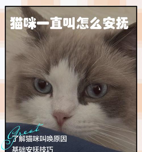 小猫烦躁时如何安抚?有哪些有效方法? 小猫烦躁时如何安抚?有哪些有效方法?