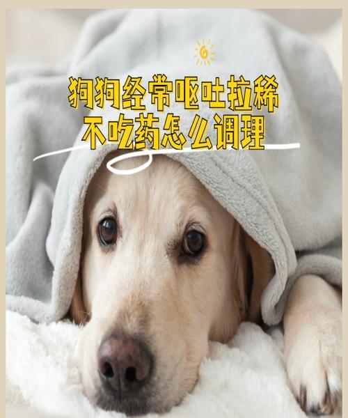 狗狗吐水不进食怎么办（遇到狗狗进食困难）