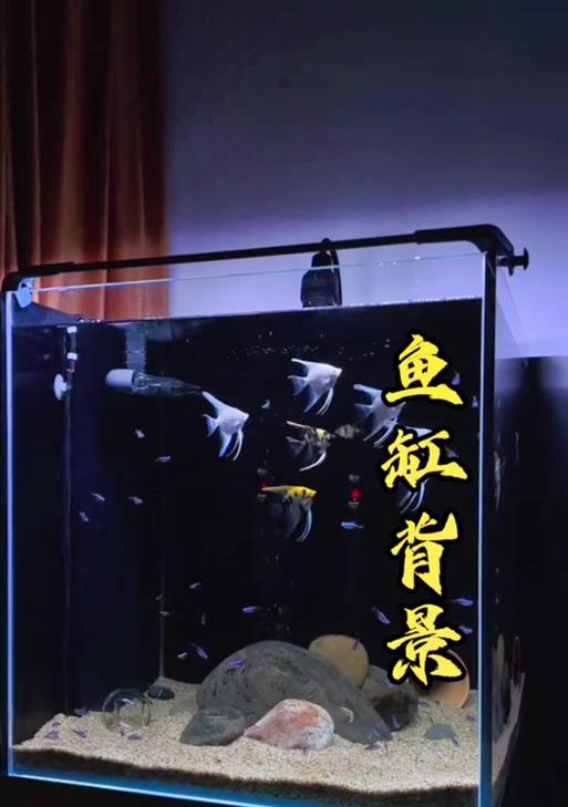 黑色鱼缸搭配哪种颜色的架子最和谐？