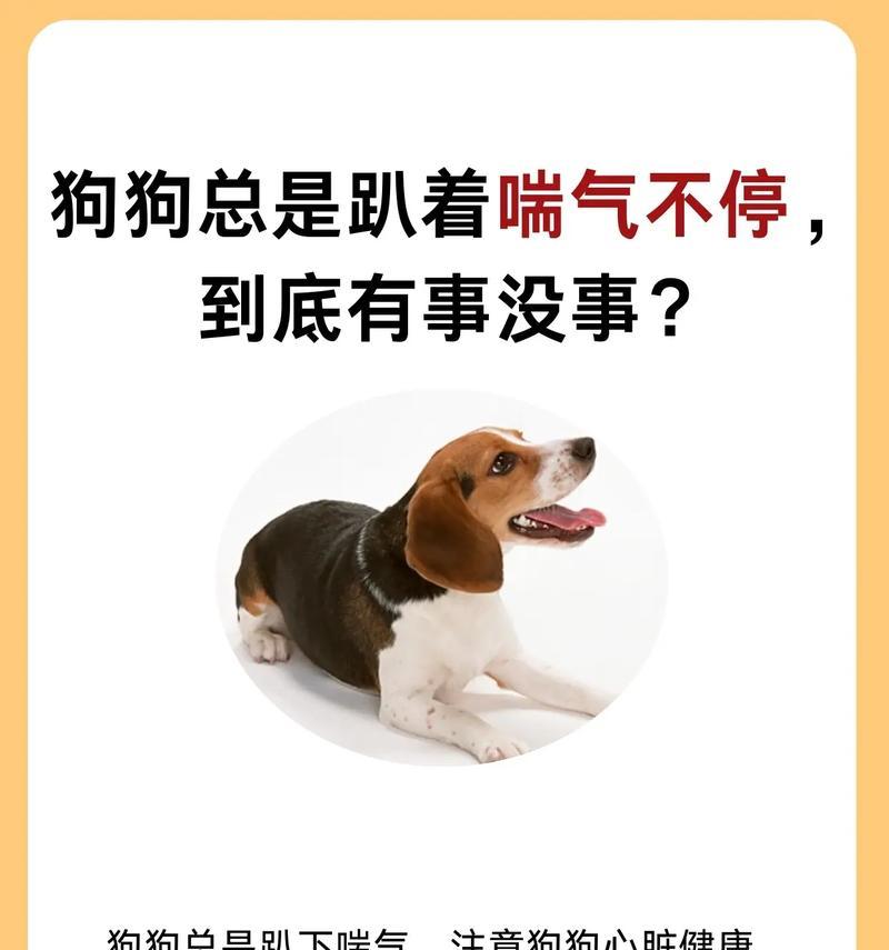 狗狗遇到同类为何会趴下?背后的原因是什么? 狗狗遇到同类为何会趴下?背后的原因是什么?