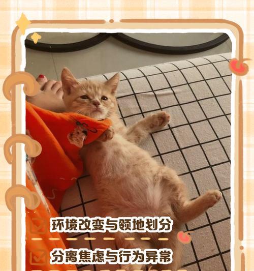 公猫突然拉屎在地上是什么原因?如何预防和处理? 公猫突然拉屎在地上是什么原因?如何预防和处理?