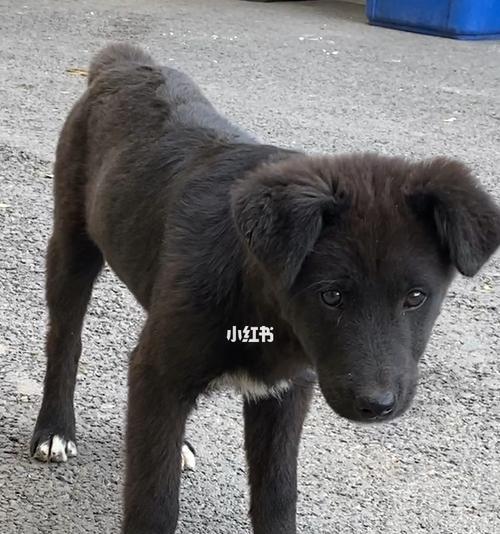 灰色中华田园犬成年后有何变化？