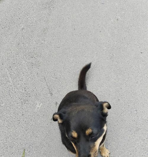 灰色中华田园犬成年后有何变化? 灰色中华田园犬成年后有何变化?