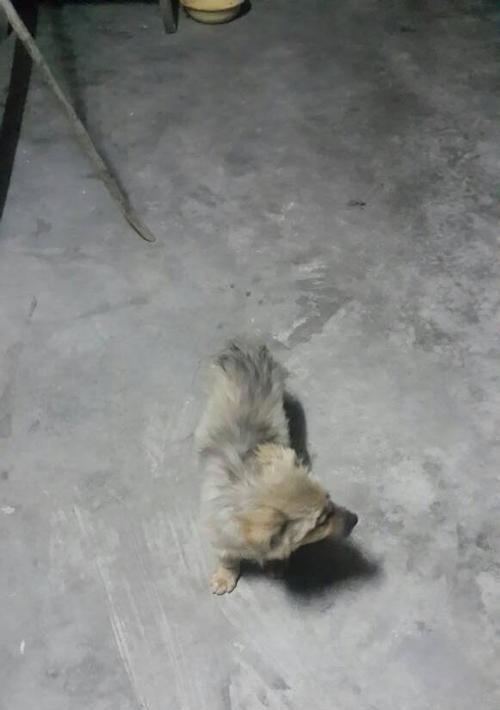 灰色中华田园犬成年后有何变化? 灰色中华田园犬成年后有何变化?