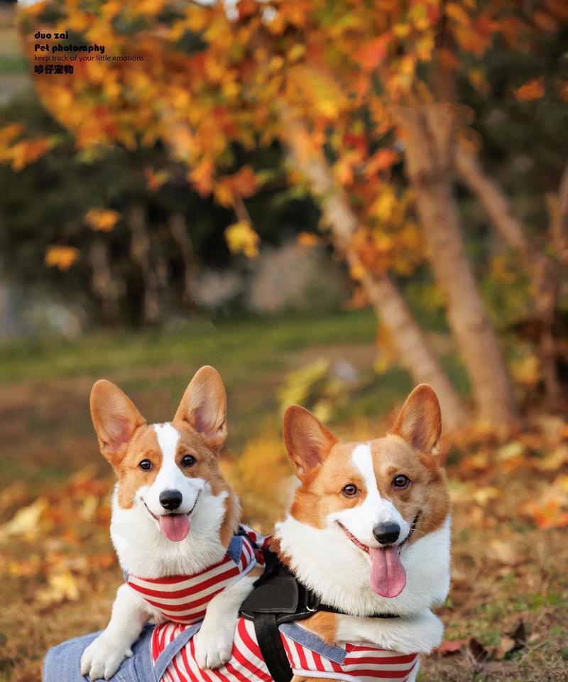 柯基犬和博美犬适合玩哪些游戏？如何互动？
