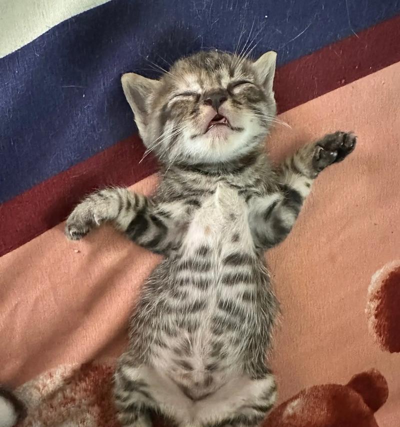 怎样养小猫咪？从幼崽到成猫，你需要知道的一切！