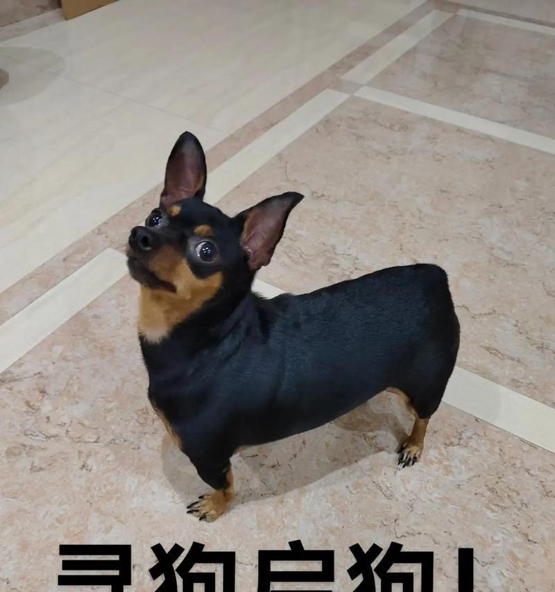 如何训练小鹿犬不再见人就叫（教你从宠物的角度出发）