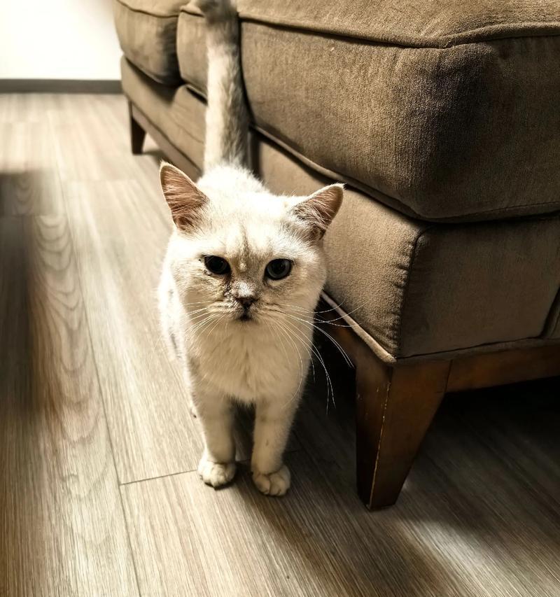 猫咪神技——鼻子能甩出水！