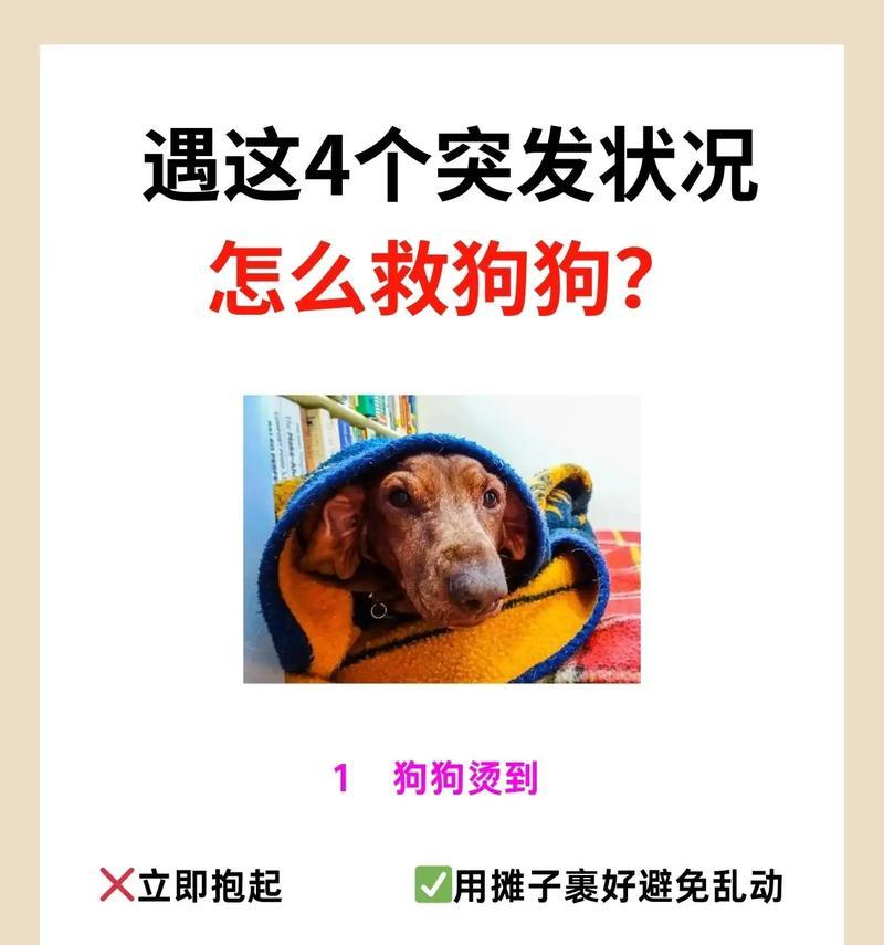 狗狗救了人之后应该怎么办？有哪些注意事项？