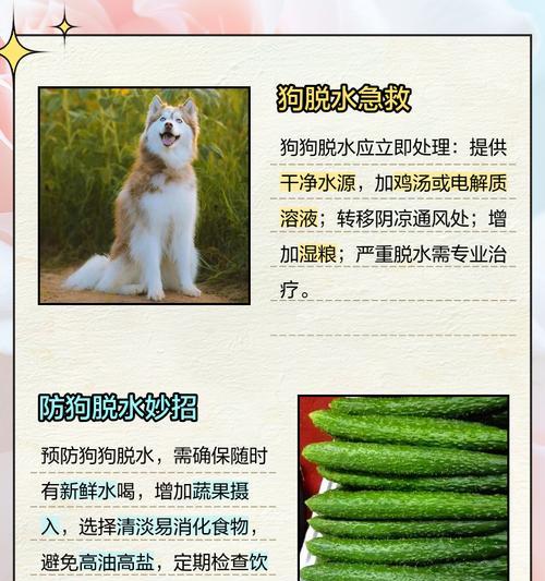 狗狗脱水时应该喂什么？
