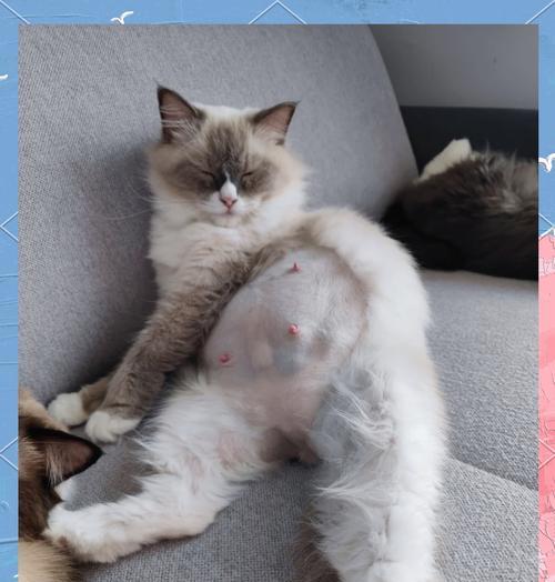如何判断宠物猫咪是否怀孕（掌握这些技巧）