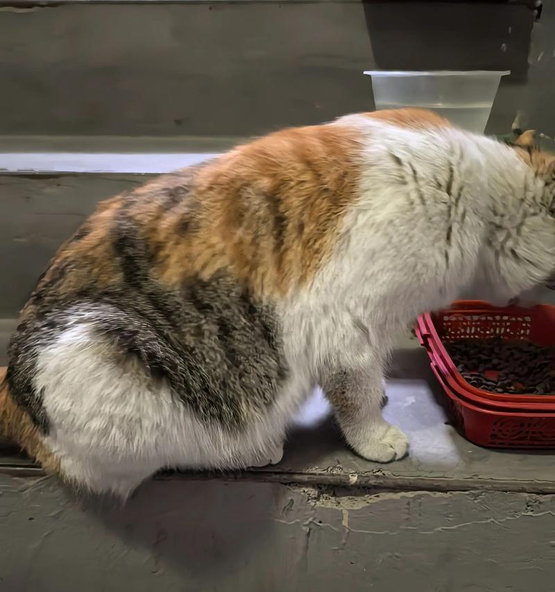 如何判断宠物猫咪是否怀孕（掌握这些技巧）