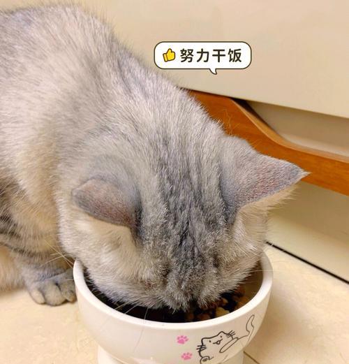 与生骨肉为伴(探究为何猫咪偏爱生骨肉) 与生骨肉为伴(探究为何猫咪偏爱生骨肉)