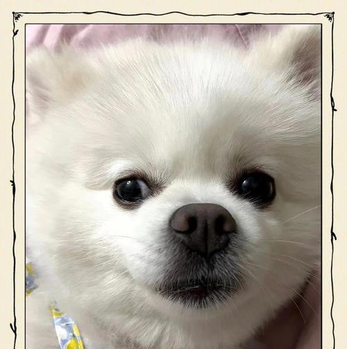 博美犬到家后应该遵循哪些步骤？正确的领养流程是什么？