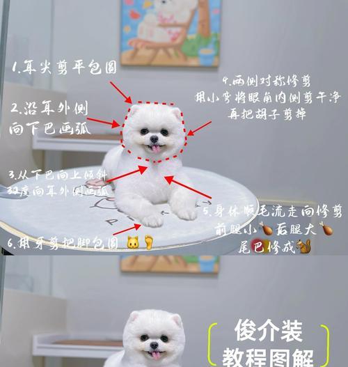博美犬到家后应该遵循哪些步骤？正确的领养流程是什么？