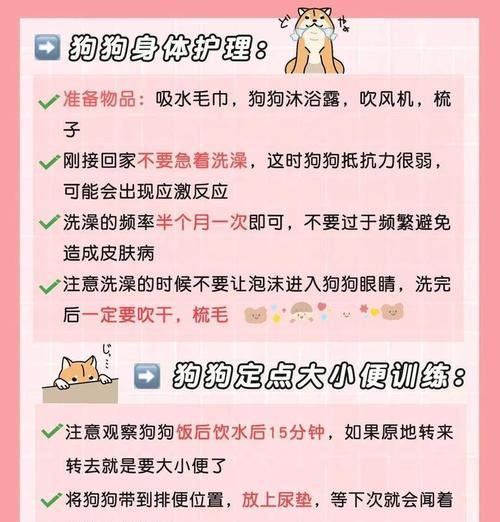 博美犬到家后应该遵循哪些步骤？正确的领养流程是什么？