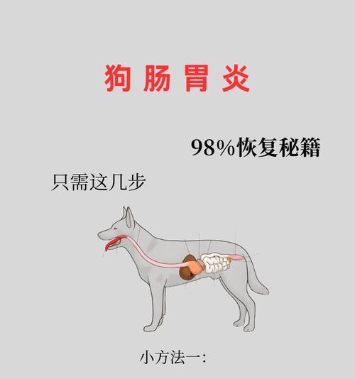 狗狗为什么能吃?它们的消化系统是如何工作的? 狗狗为什么能吃?它们的消化系统是如何工作的?