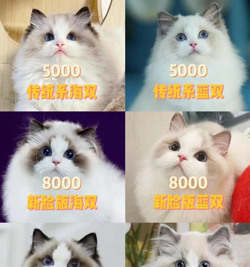 布偶猫的日常用品需要准备哪些？