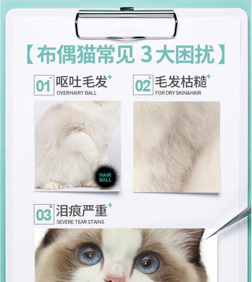 布偶猫的日常用品需要准备哪些？
