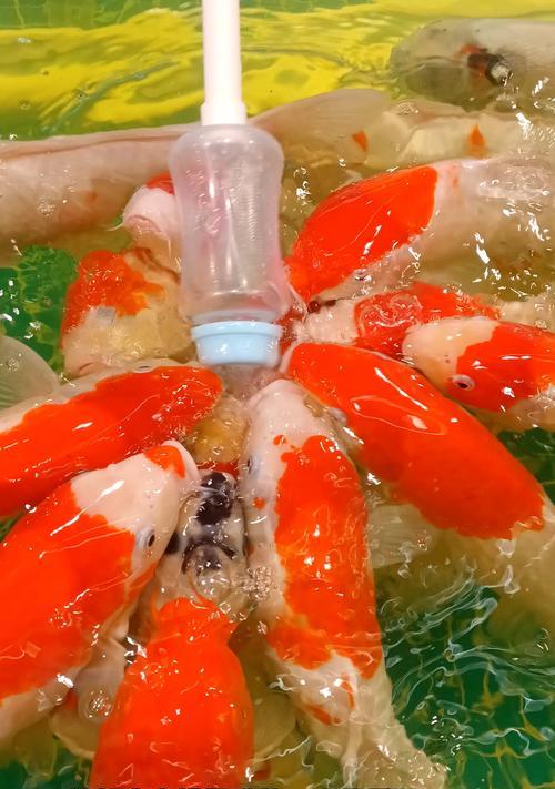 奶牛红锦鲤鱼的养殖方法是什么?如何成功养殖奶牛红锦鲤? 奶牛红锦鲤鱼的养殖方法是什么?如何成功养殖奶牛红锦鲤?