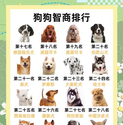 十大最漂亮的狗狗，让你爱不释手（宠物狗狗中最迷人的10个品种）