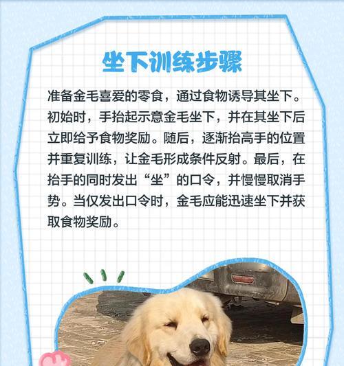 金毛狗行为烦人如何解决？有哪些训练方法可以改善？